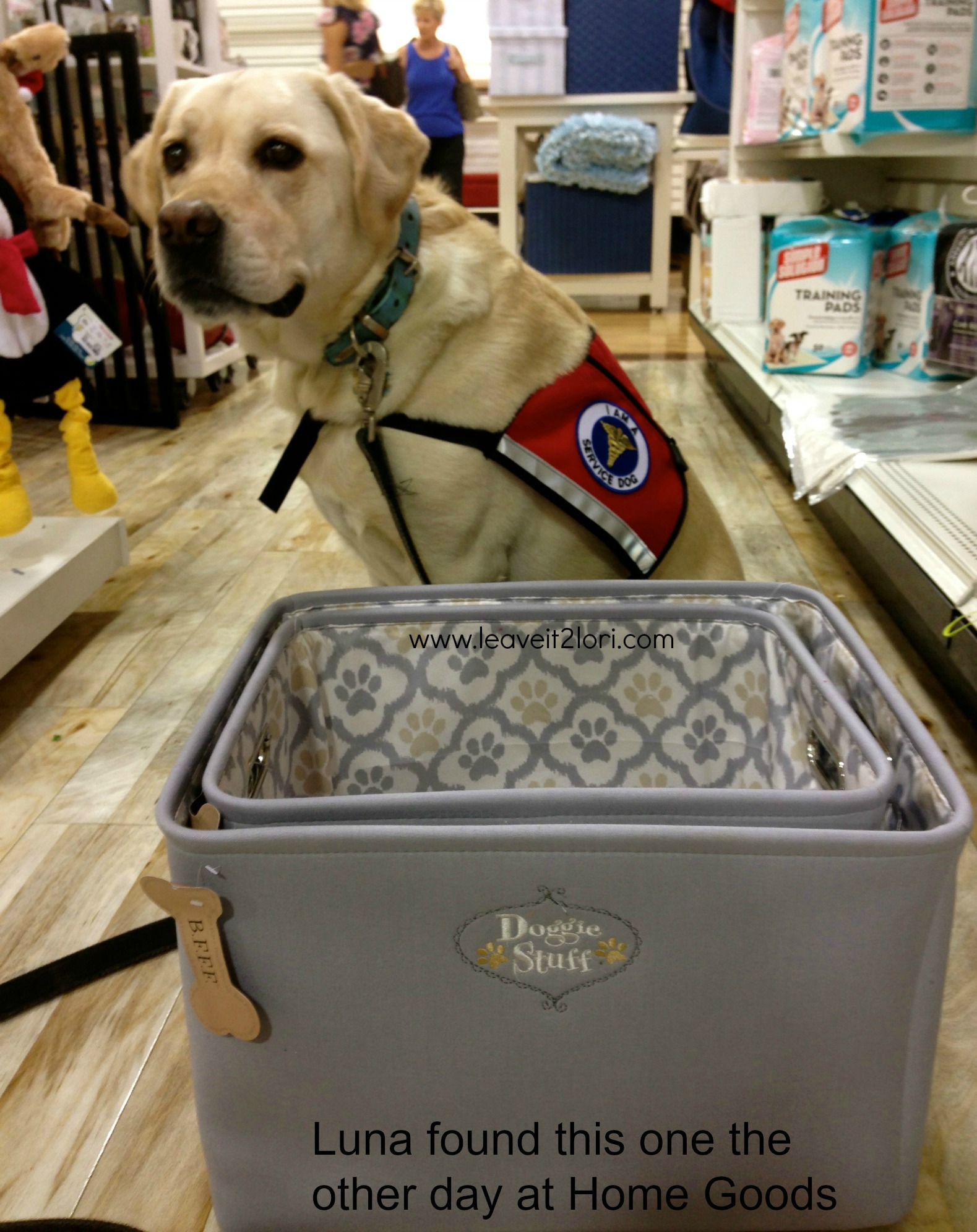 Organizing Your Pet Supplies